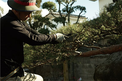 庭師:代表