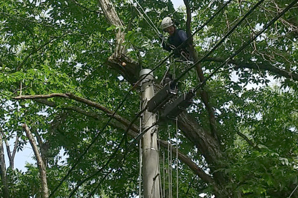 電線にかかった高木の剪定